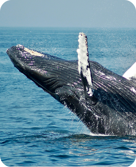 Tailslide non surfing things to do sri lanka_whale watching Mirissa Sri Lanka surf retreat eco activity_whale spining_Activities